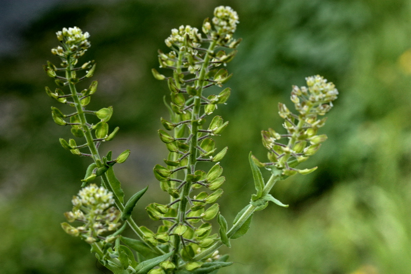 Lepidium campestre / Lepidio campestre